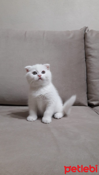 Scottish Fold, Kedi  Bulut fotoğrafı