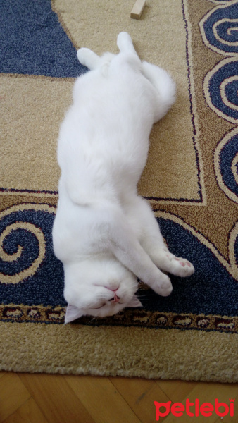 Scottish Fold, Kedi  Bulut fotoğrafı