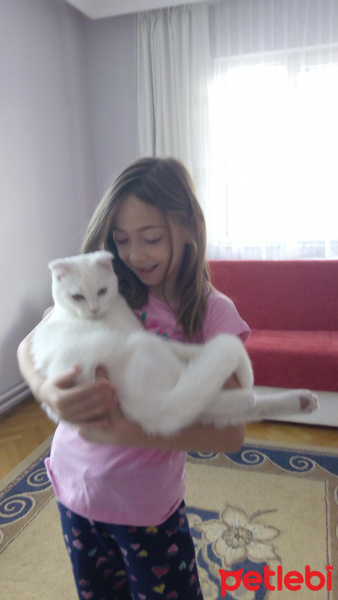 Scottish Fold, Kedi  Bulut fotoğrafı