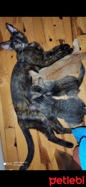 Tekir Kedi, Kedi  Gece fotoğrafı