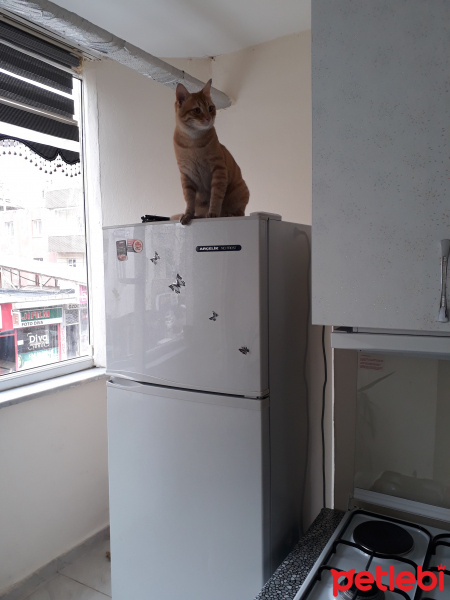 Sarman, Kedi  Tarçın fotoğrafı
