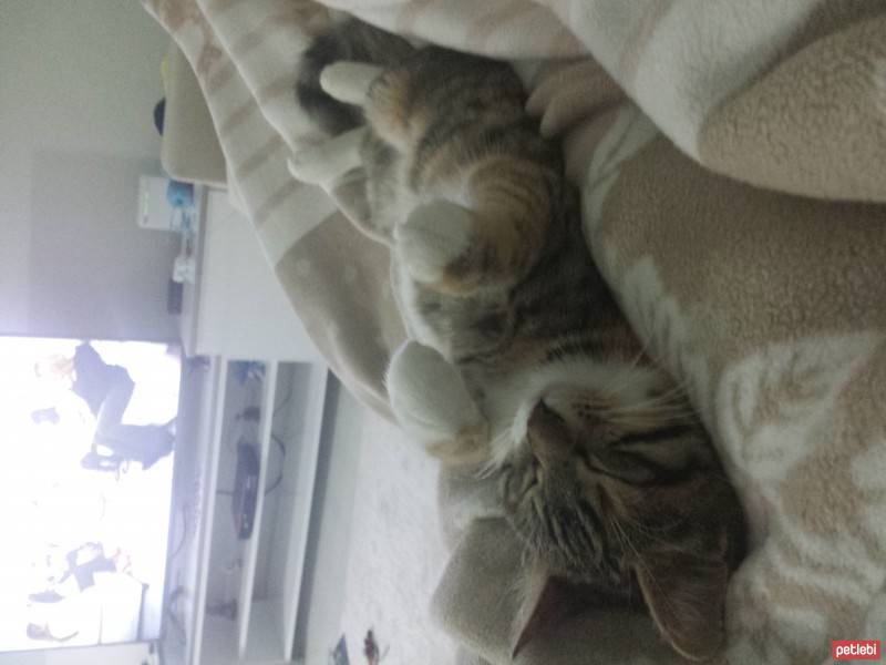 Bengal, Kedi  Tinky fotoğrafı