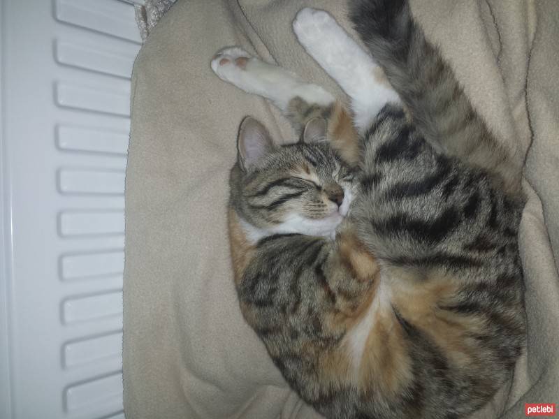 Bengal, Kedi  Tinky fotoğrafı
