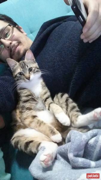 Bengal, Kedi  Tinky fotoğrafı