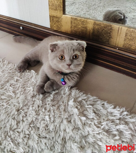 Scottish Fold, Kedi  şila fotoğrafı