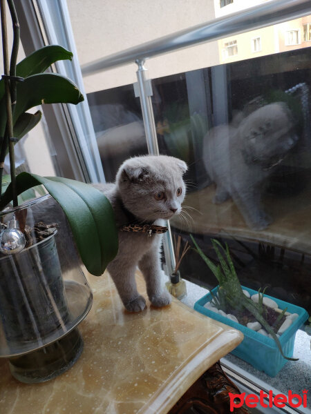 Scottish Fold, Kedi  şila fotoğrafı