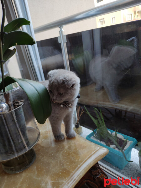 Scottish Fold, Kedi  şila fotoğrafı