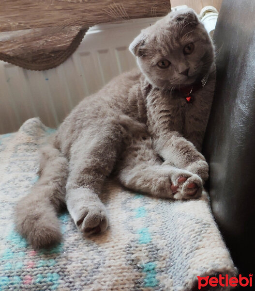 Scottish Fold, Kedi  şila fotoğrafı