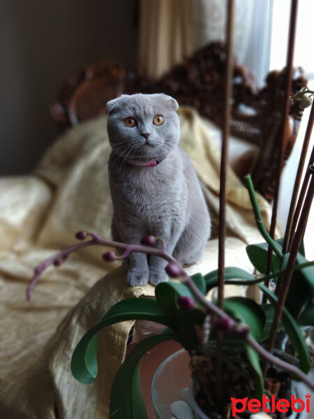 Scottish Fold, Kedi  şila fotoğrafı