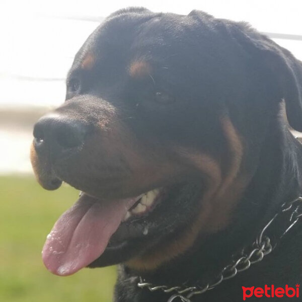 Rottweiler, Köpek  Asil fotoğrafı