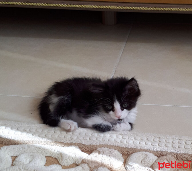 Tuxedo (Smokin) Kedi, Kedi  Oreo fotoğrafı