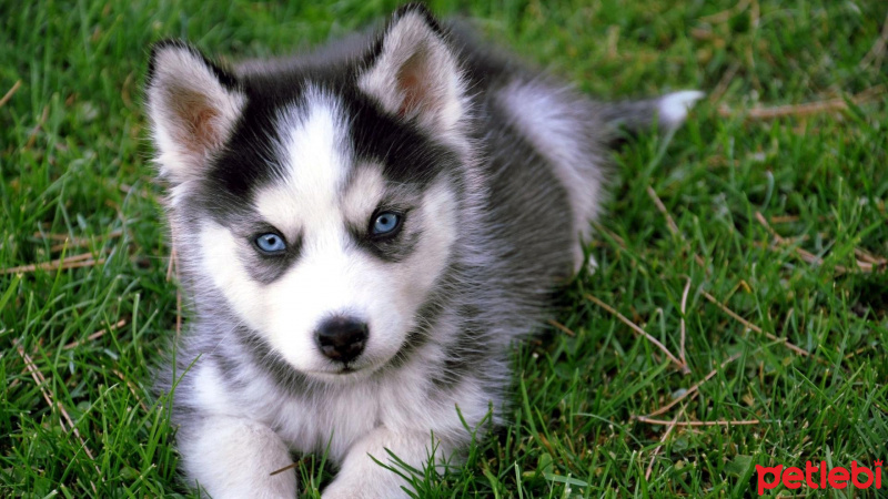 Sibirya Kurdu (Husky), Köpek  Husky fotoğrafı