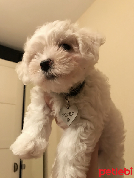 Maltese, Köpek  Pera fotoğrafı