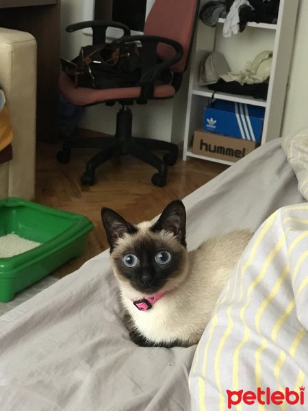 Siyam Kedisi, Kedi  Luna fotoğrafı