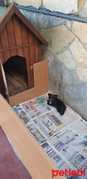 Chihuahua, Köpek  Gümüş fotoğrafı