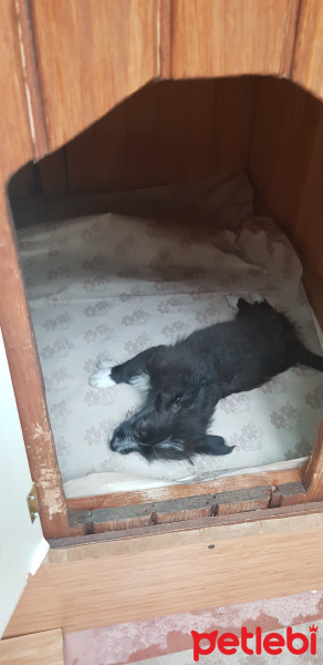Chihuahua, Köpek  Gümüş fotoğrafı