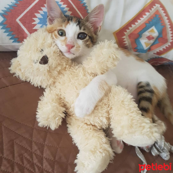 Tekir Kedi, Kedi  Mujgan fotoğrafı
