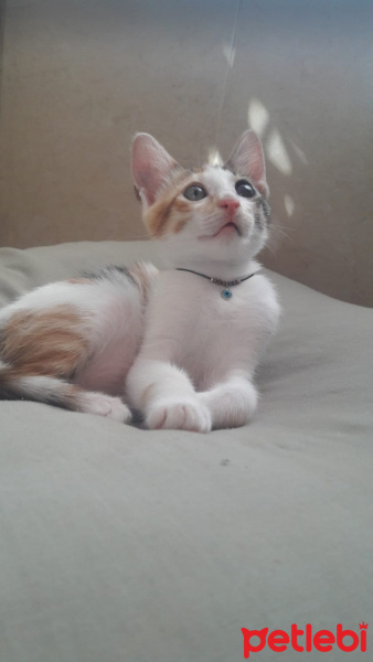 Tekir Kedi, Kedi  Mujgan fotoğrafı