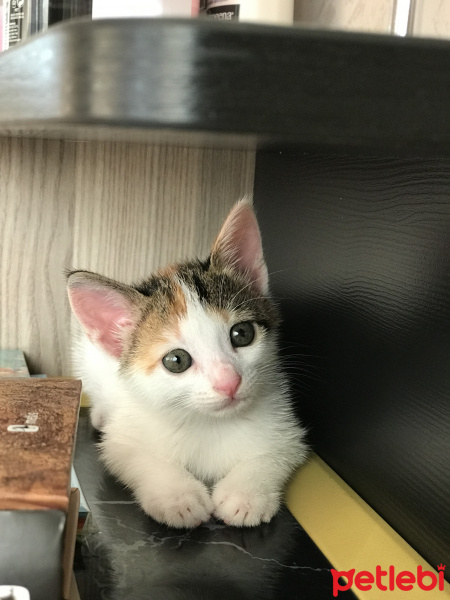Tekir Kedi, Kedi  Benek fotoğrafı
