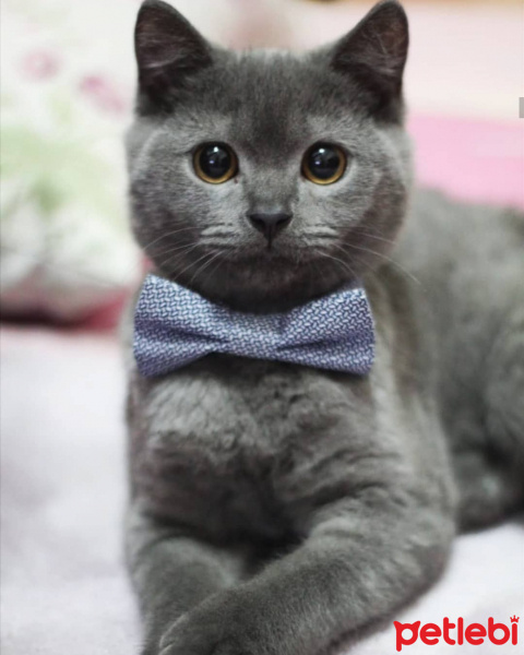 British Shorthair, Kedi  Paşa fotoğrafı