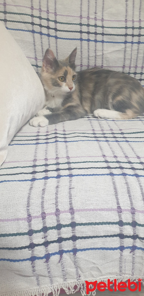 Tekir Kedi, Kedi  Sis fotoğrafı