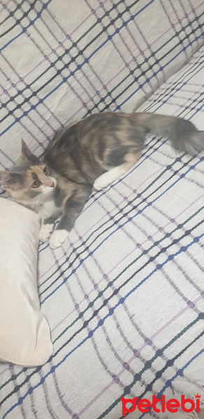 Tekir Kedi, Kedi  Sis fotoğrafı