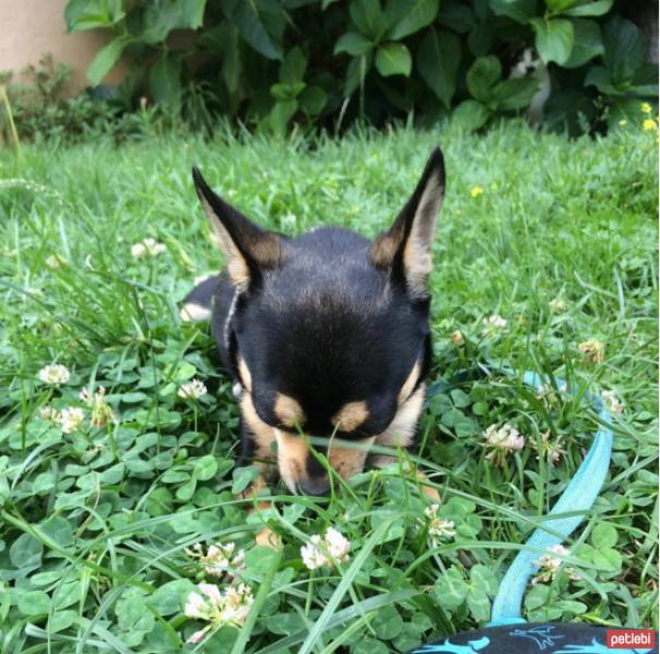 Chihuahua, Köpek  Murphy fotoğrafı