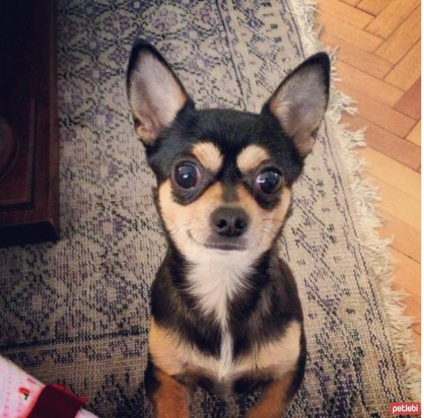 Chihuahua, Köpek  Murphy fotoğrafı