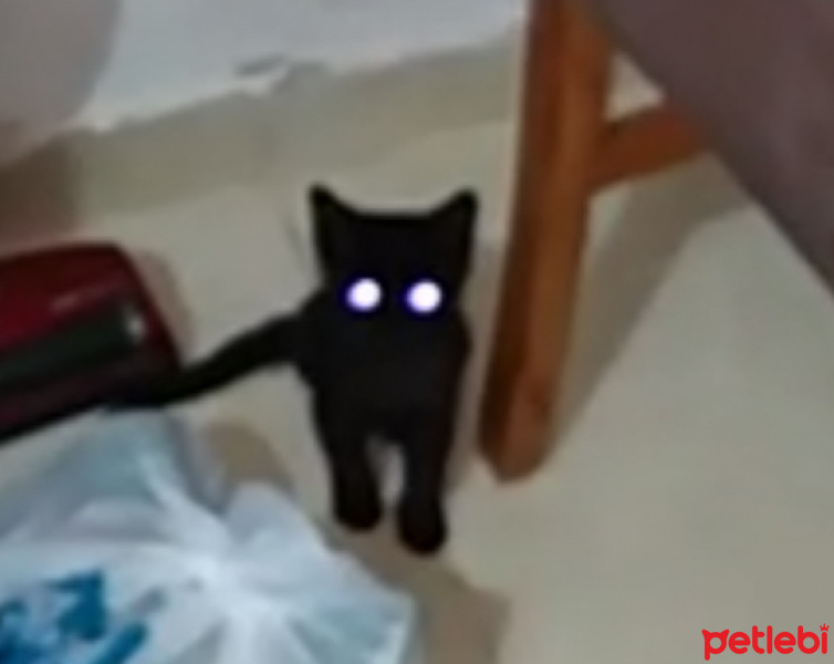 Bombay, Kedi  Mars fotoğrafı