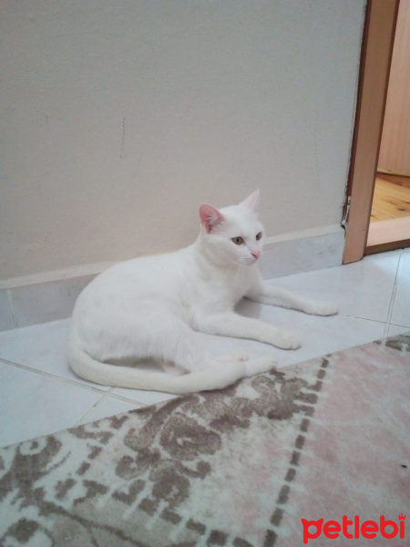 Van Kedisi, Kedi  Bihter fotoğrafı