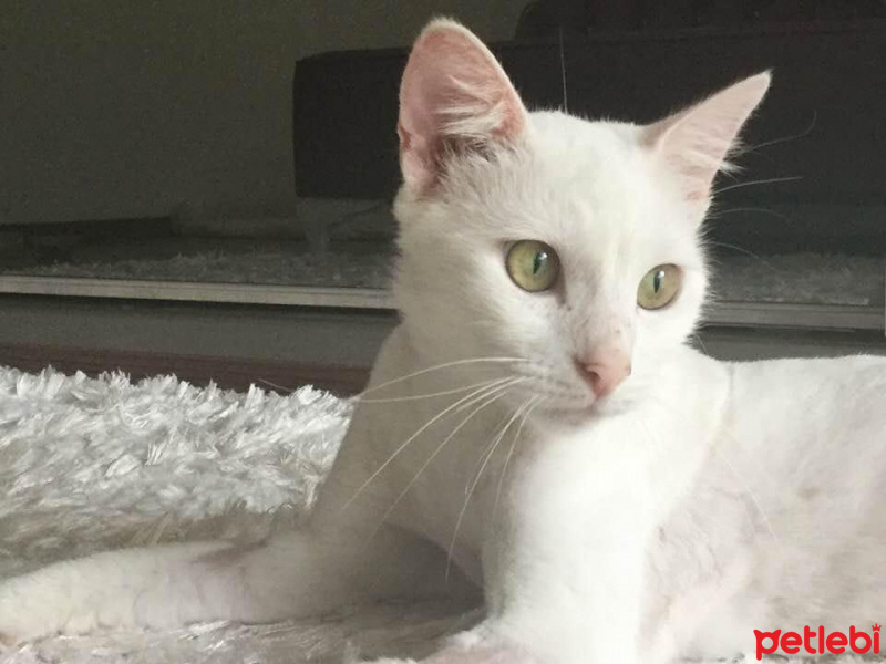 Van Kedisi, Kedi  Bihter fotoğrafı