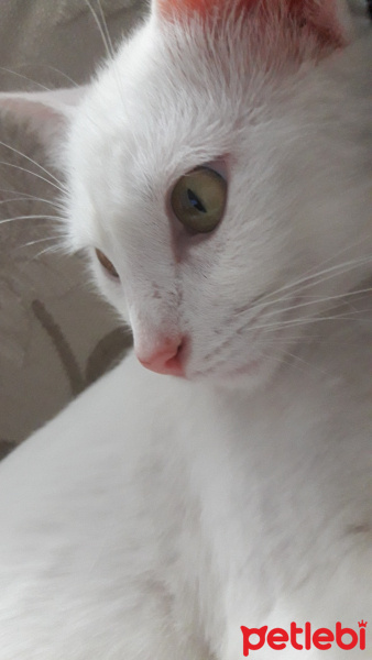 Van Kedisi, Kedi  Bihter fotoğrafı