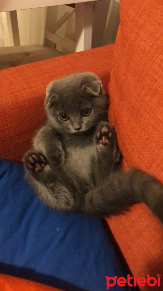 Scottish Fold, Kedi  Mariposa fotoğrafı
