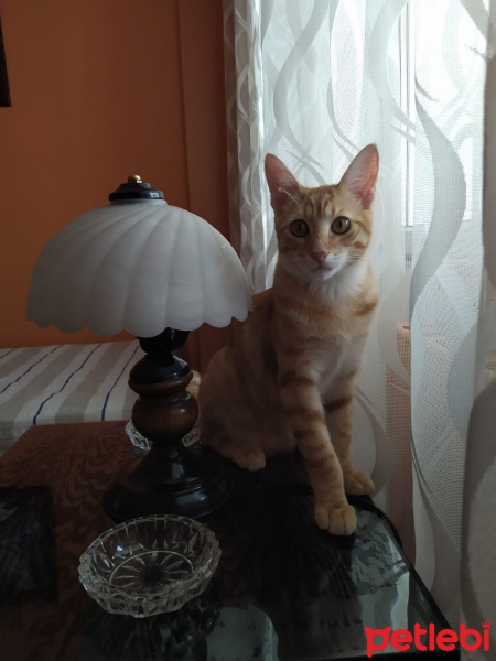 Tekir Kedi, Kedi  Midas fotoğrafı