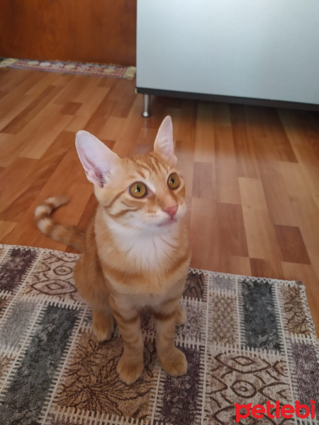 Tekir Kedi, Kedi  Midas fotoğrafı