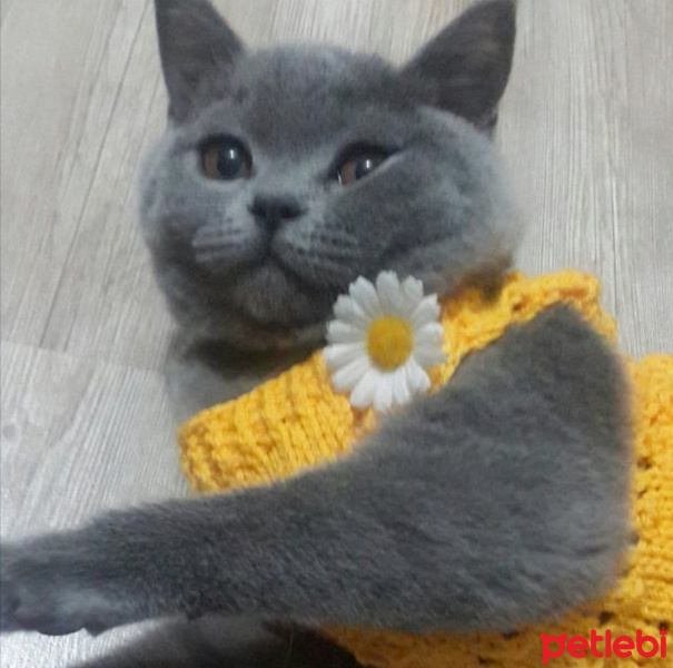 British Shorthair, Kedi  MİNA fotoğrafı