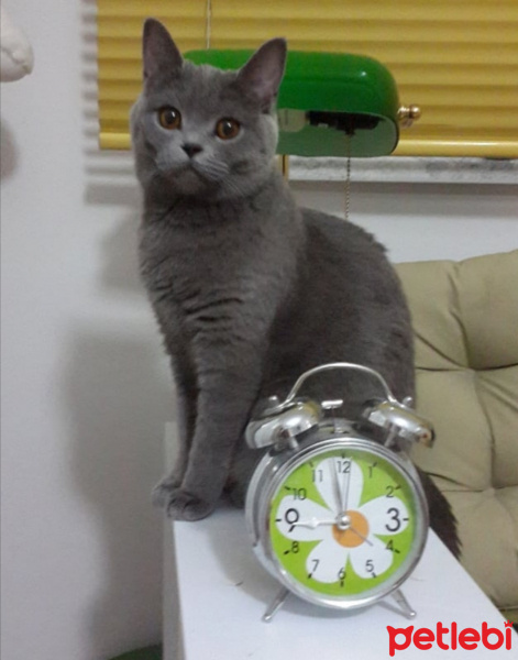 British Shorthair, Kedi  MİNA fotoğrafı