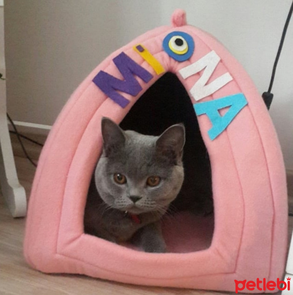 British Shorthair, Kedi  MİNA fotoğrafı