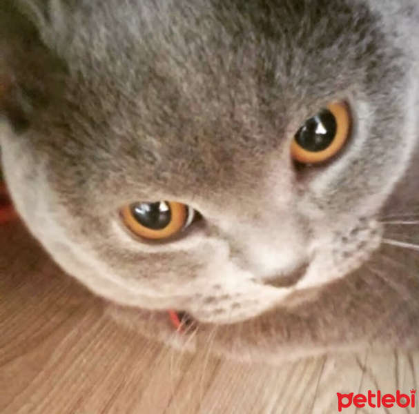 British Shorthair, Kedi  MİNA fotoğrafı