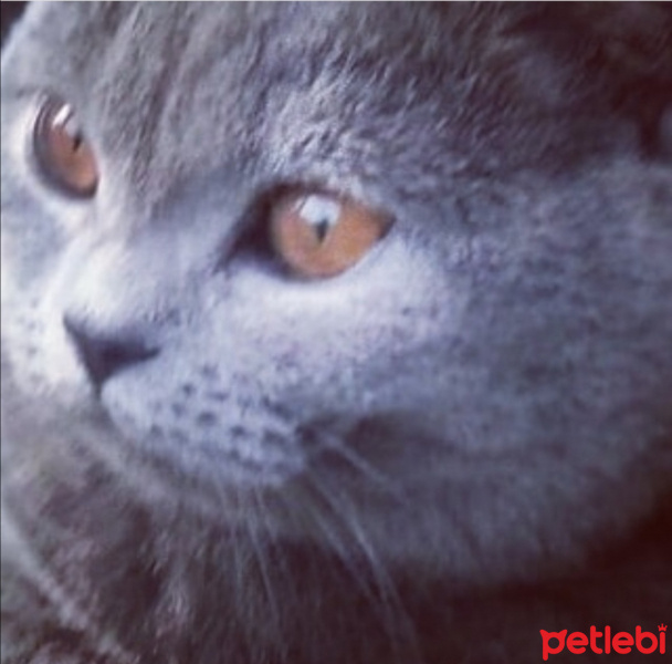British Shorthair, Kedi  MİNA fotoğrafı
