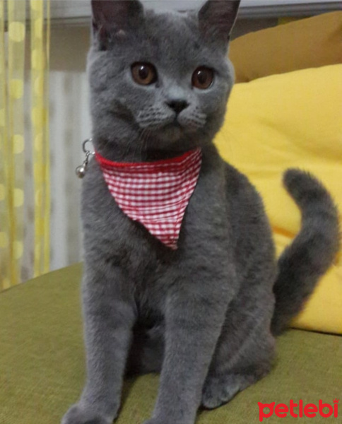 British Shorthair, Kedi  MİNA fotoğrafı