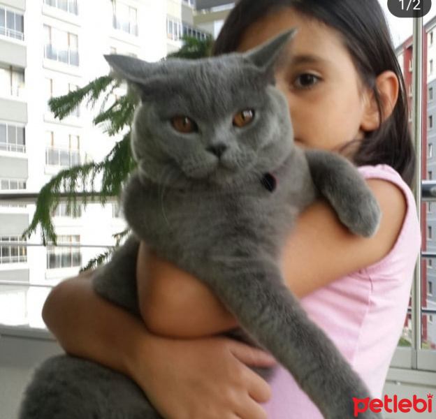 British Shorthair, Kedi  MİNA fotoğrafı