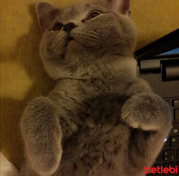 British Shorthair, Kedi  MİNA fotoğrafı