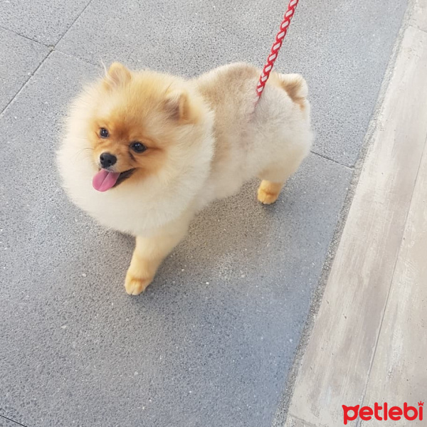 Pomeranyalı, Köpek  Toffy fotoğrafı