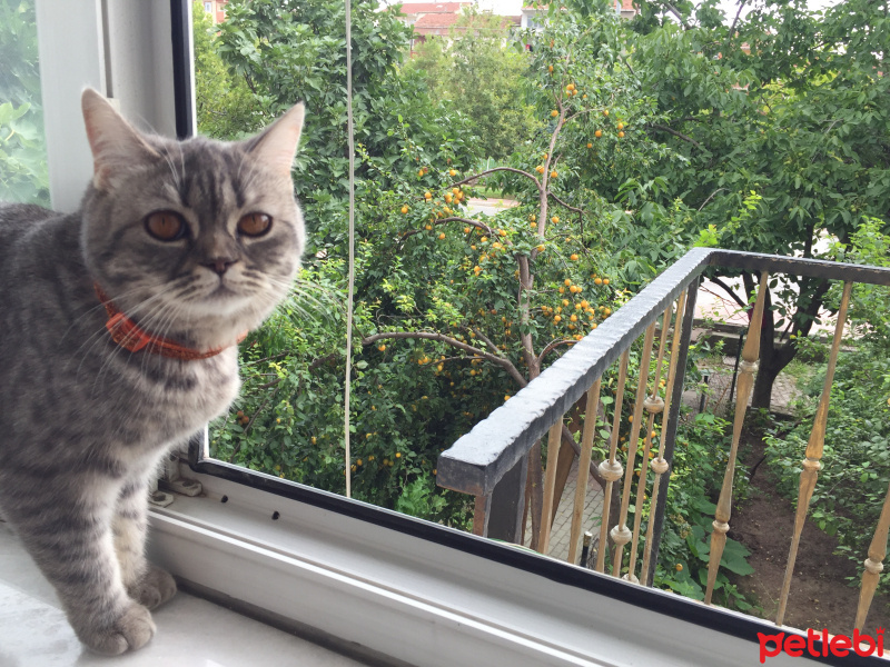 British Shorthair, Kedi  Duman fotoğrafı