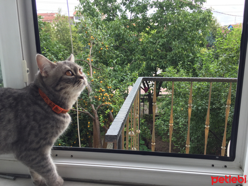 British Shorthair, Kedi  Duman fotoğrafı