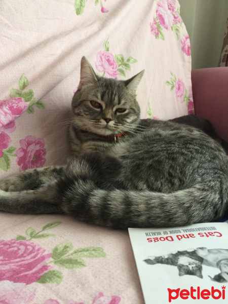 British Shorthair, Kedi  Duman fotoğrafı