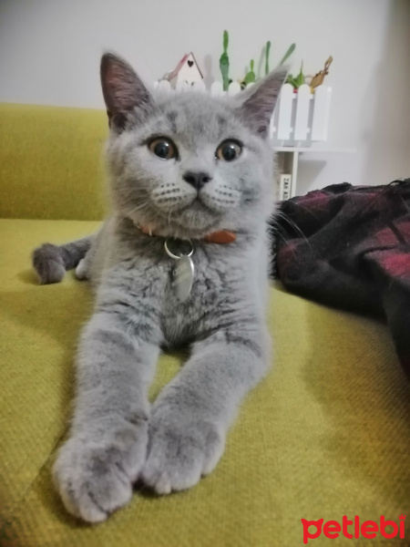 British Shorthair, Kedi  CESUR fotoğrafı