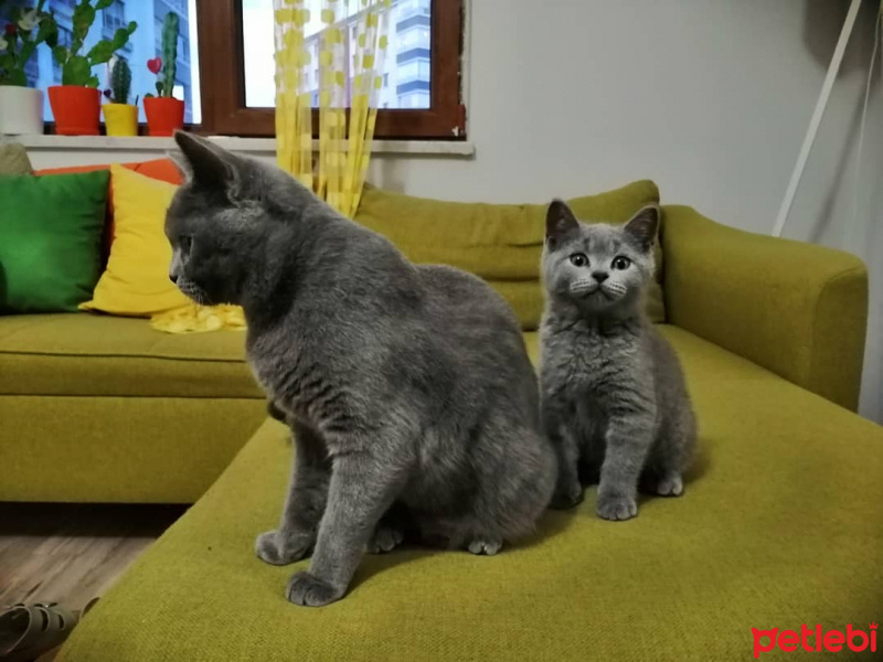 British Shorthair, Kedi  CESUR fotoğrafı