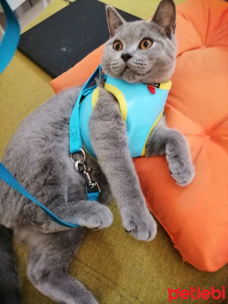 British Shorthair, Kedi  CESUR fotoğrafı